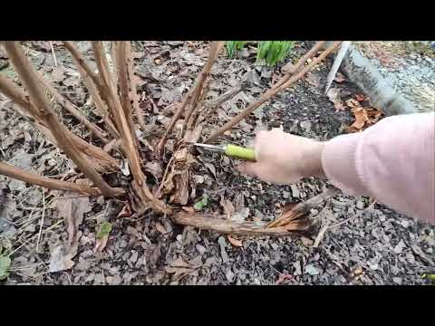 Видео: Пузыреплодник, весенняя обрезка🌸06.04.2024