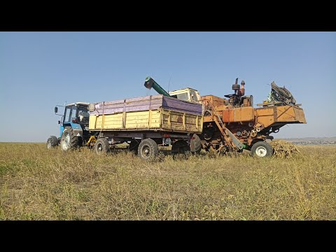 Видео: Уборка подсолнуха 2021 . Накосили ГАЗон и всё .