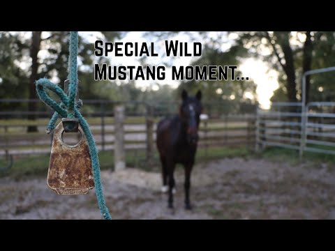 Видео: Особенный момент с Mustang... | Buffalo Hills 2024