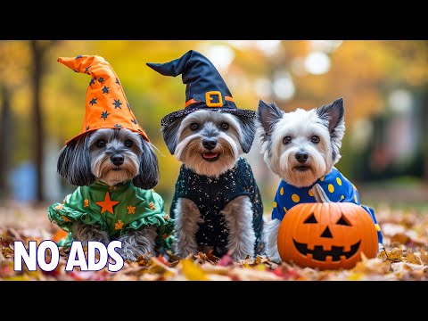 Видео: 12 Часов ТВ для Собак Смотреть 🐶Облегчение Тревоги Разлуки💖Глубокое Расслабление, Исцеление