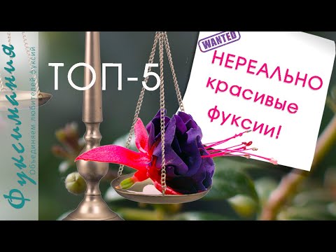 Видео: ТОП-5 Нереально красивые фуксии!