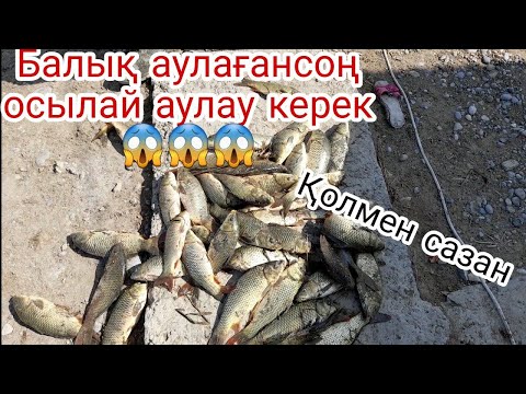 Видео: Қолмен балық аулау/Ловля сазана