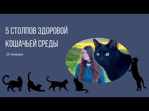 Видео: 5  столпов здоровой кошачьей среды. Лекция Айны Пахомовой