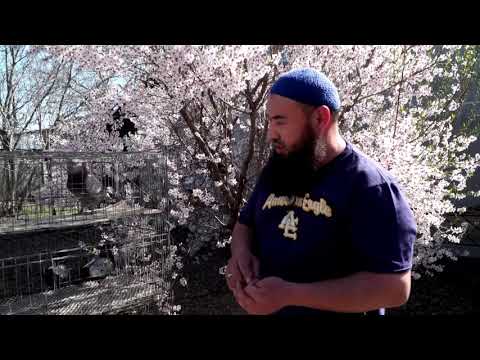 Видео: Азиза Бекмуратова: Сюжет-когучкон