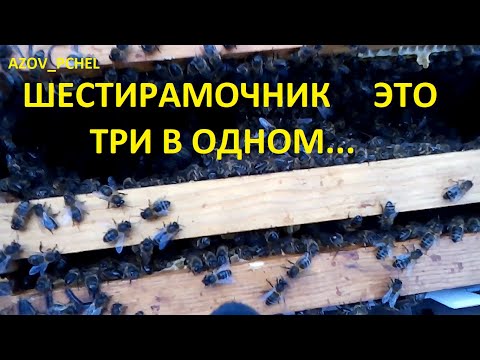 Видео: 6-ти Рамочники это 3 в 1 (6 Frames are 3 in 1)  #Пчеловодствов6тирамочныхульях#