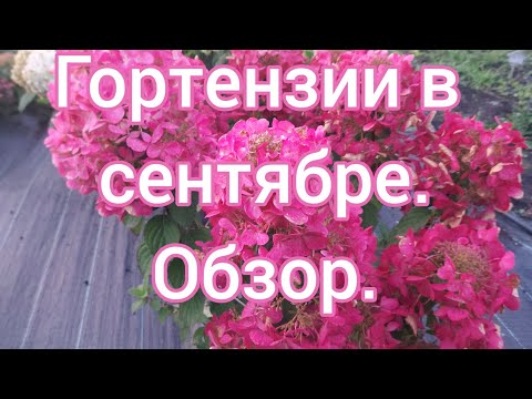 Видео: Обзор гортензий на 26.09.23.