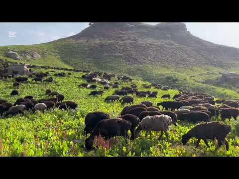 Видео: Айлокхои Ромит 2025 мохи июнь