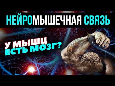 Видео: Нейромышечная связь (ВПДЕ, Мотонейроны)