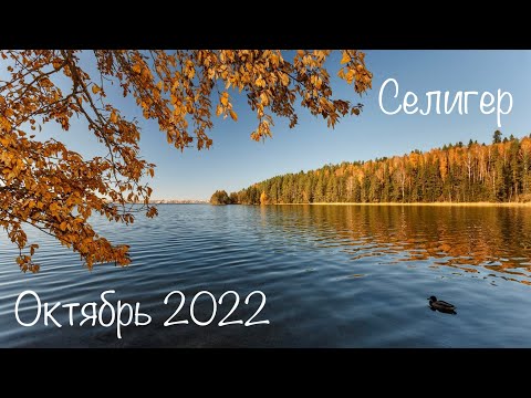 Видео: Селигер / Неприе 🛖🎣🌲 / Октябрь 2022