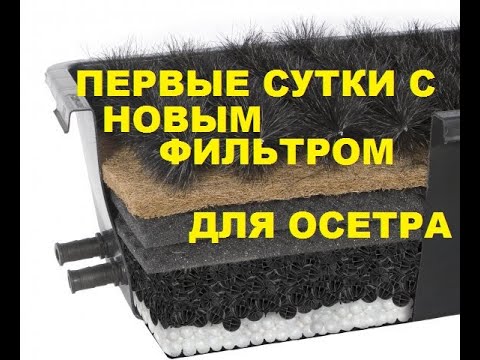 Видео: ПЕРВЫЕ СУТКИ С НОВЫМ ФИЛЬТРОМ ДЛЯ ОСЕТРА