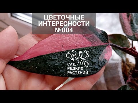 Видео: Интересности 004. Филодендроны с петрушкой, розовая принцесса на фитиле, хойя разочаровала, альбуки