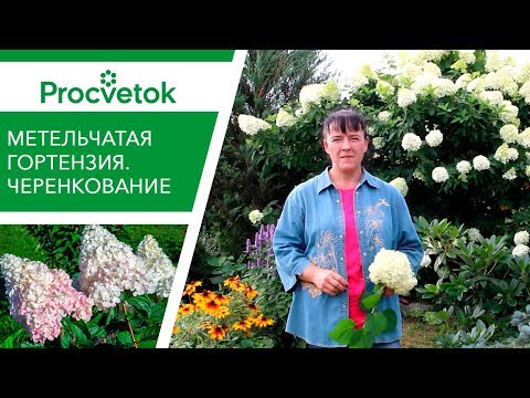 Видео: Опад яблок? Всё под ГОРТЕНЗИЮ! ПРАВИЛЬНЫЕ ЧЕРЕНКИ ГОРТЕНЗИИ.
