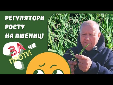 Видео: Регулятори росту на пшениці. За чи проти?