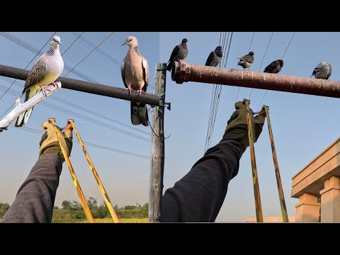 Видео: «Интенсивная охота с рогаткой — 8 птиц, один спор и идеальное полевое приключение в разрешении 4K!