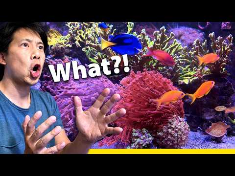 Видео: Что я хотел бы знать до того, как приобрел эти кораллы. (Гонипора, Золотой факел, Пектиния)
