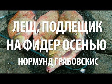 Видео: РЫБА ЛЕЩ на ФИДЕР. РЫБАЛКА с НОРМУНДОМ ГРАБОВСКИСОМ ОСЕНЬЮ