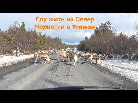 Видео: Переезд в Tromsø через Швецию и Финляндию. 1850 км. Еду работать и строить семью.