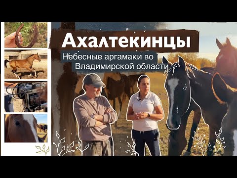 Видео: АХАЛТЕКИНСКАЯ ЛОШАДЬ в конном заводе ШАЭЛЬ