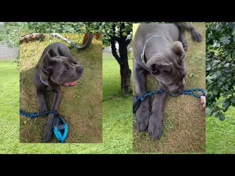 Видео: Кане Корсо. Все о породе.  Как быстро растет итальянский мастиф CANE CORSO #канекорсо #canecorso