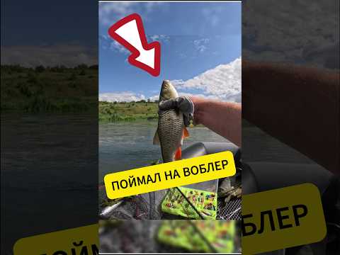 Видео: Поймал голавля на Воблер TsuYoki PLUG SSR 38F.mp4 #fishing #рыбалка