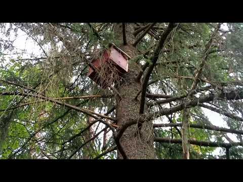 Видео: Пчеловодство. Проверка ловушек по маршруту 1