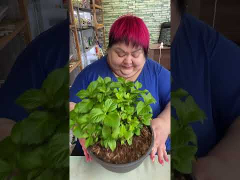 Видео: НОВАЯ ГОРТЕНЗИЯ ТАБЛЕТЕНЗИЯ