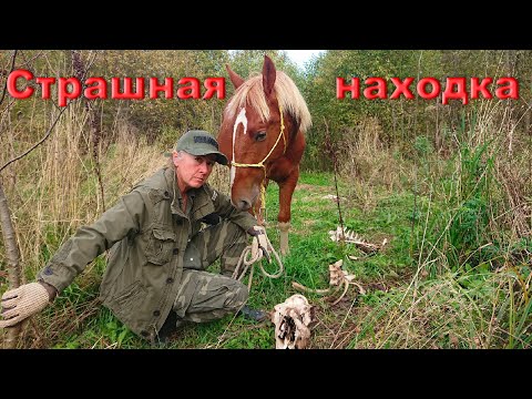 Видео: Знакомим коня с лесом. Ужасы, которые там встретились...