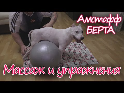 Видео: Массаж и комплекс восстановительных упражнений для собак с переломом позвоночника.