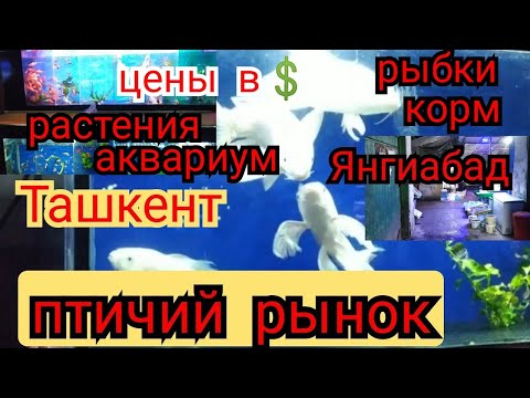 Видео: Птичий рынок янгиабад базар город Ташкент, цены на рыбок, растения,корма, аквариумы