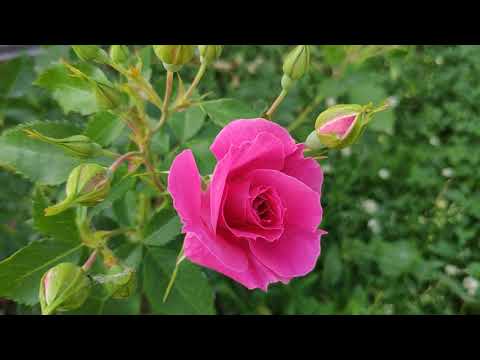 Видео: Канадские розы. Цветение двух-трёхлеток (22.06.2021) (ч.1)