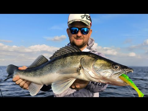 Видео: ТАКИЙ ВЕЛИКИЙ СУДАК - АЖ СТРАШНО ДО РУК БРАТИ! Ловля судака! Рибалка на спінінг 2024