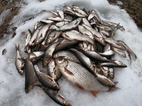 Видео: ПОСЛЕДНЯЯ ВЕСЕННЯЯ РЫБАЛКА В МАЕ НА СЕВЕРНОГО ЕЛЬЦА! Удочка с поплавком и больше ничего не надо!!!