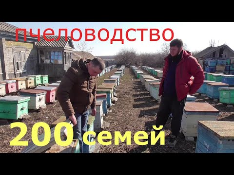 Видео: 200 СЕМЕЙ / ПЧЕЛОВОДСТВО В УЛЬЯХ / ЛЕГКО И ПРОСТО.