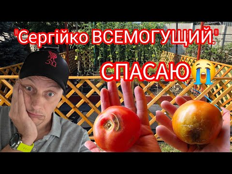 Видео: ‼️Томатная гниль: Сентябрь🥺Спасаю урожай 🤯 