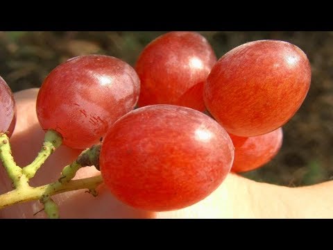 Видео: Бесполезные сорта винограда заменяю.