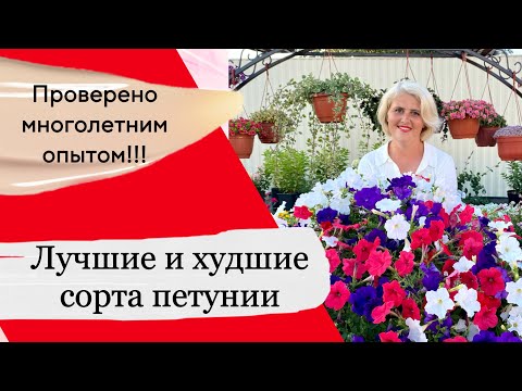 Видео: ТОП самых ЛУЧШИХ и ХУДШИХ сортов петунии (вегетативной и семенной)