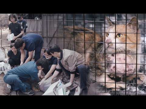 Видео: Так много детей нуждаются в спасении!! (Лесной пожар в Кёнбуке - Часть 4)