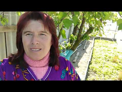 Видео: Заболели розы. Чем обработать?.Коллоидная сера .Как правильно приготовить?.