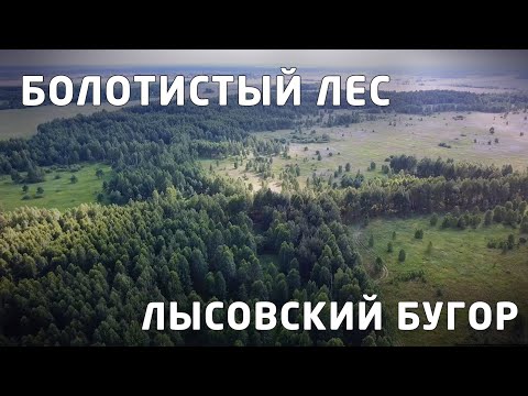Видео: "Лысовский бугор", болотный лес. 2019. [4K]
