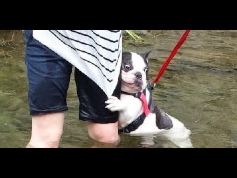 Видео: Французский Бульдог - Смешные Бульдоги Видео - Приколы с Бульдогами/Amazing Funny Bulldog Video