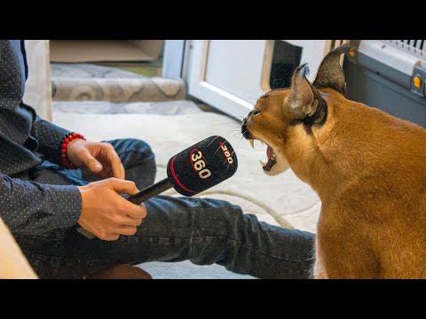 Видео: Visiting Big Floppa. / В гостях у Большого Шлёпы.