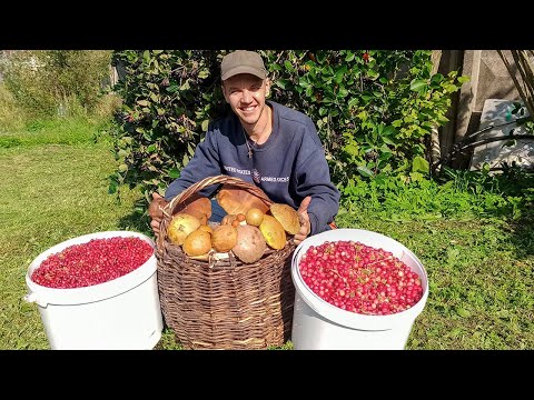 Видео: В этом году МОРЕ КЛЮКВЫ. Полные ведра ЯГОД. Не остались без ГРИБОВ!