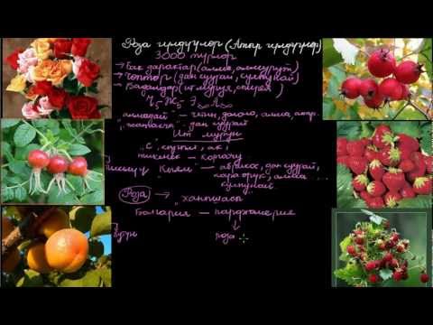 Видео: Роза гүлдүүлөр