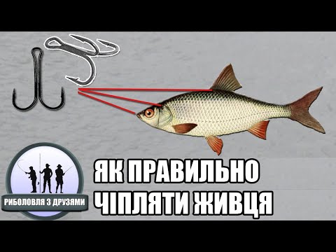 Видео: Як ПРАВИЛЬНО чіпляти живця на гачок, двійник, трійник. Який спосіб краще підійде для щуки.