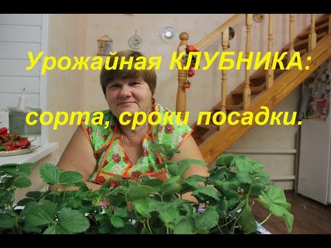 Видео: Урожайная клубника: сорта, сроки посадки.