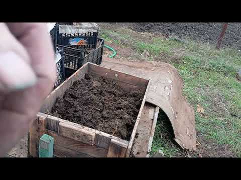 Видео: БН 38 Выманиваю половозрелого червя из компостного ящика.