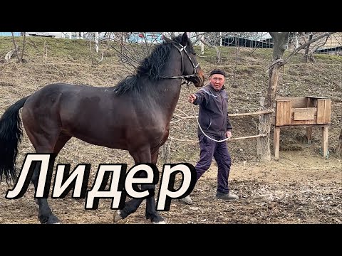 Видео: Лидер Кубаныч саяпкер Эртеңки Ноокатта болуучу улака жоноду Ооматын берсин