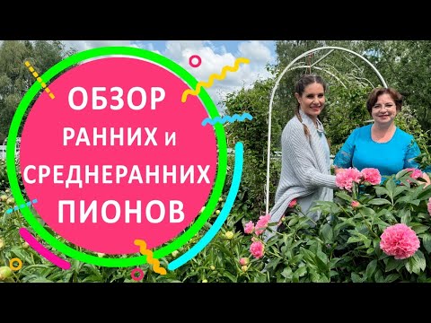 Видео: Обзор ранних и среднеранних пионов