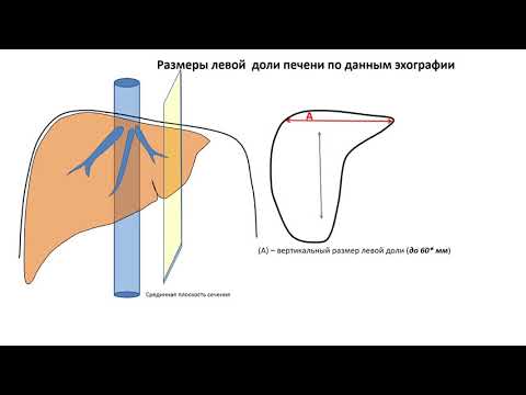 Видео: Размеры печени