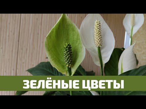 Видео: Спатифиллум, Зелёные Цветы Причина